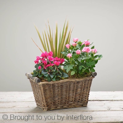 Magenta Breeze Basket