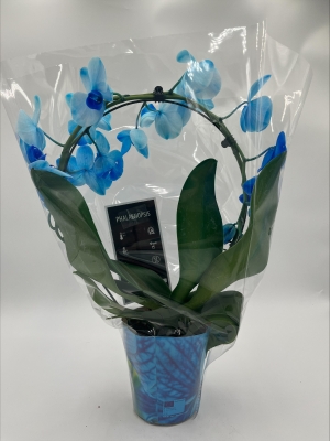 Blue Orchid plant