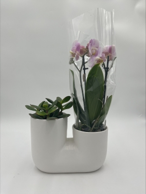 Orchid  and succulant Planter