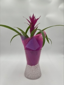 Bromelia Vase