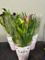Lily Plant