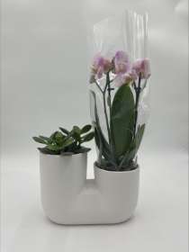 Orchid  and succulant Planter