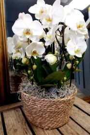 Orchid basket planter