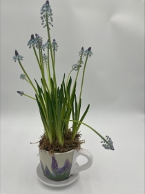 Teacup Muscari Planter