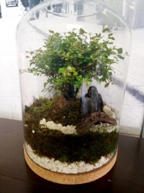 Bonsai Plant